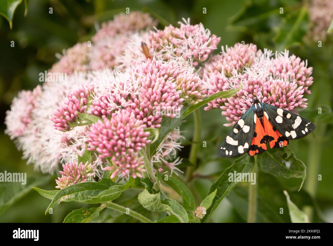Scarlet Tiger Moth (Callimorpha dominula), Hampshire, UK. Stock Photo