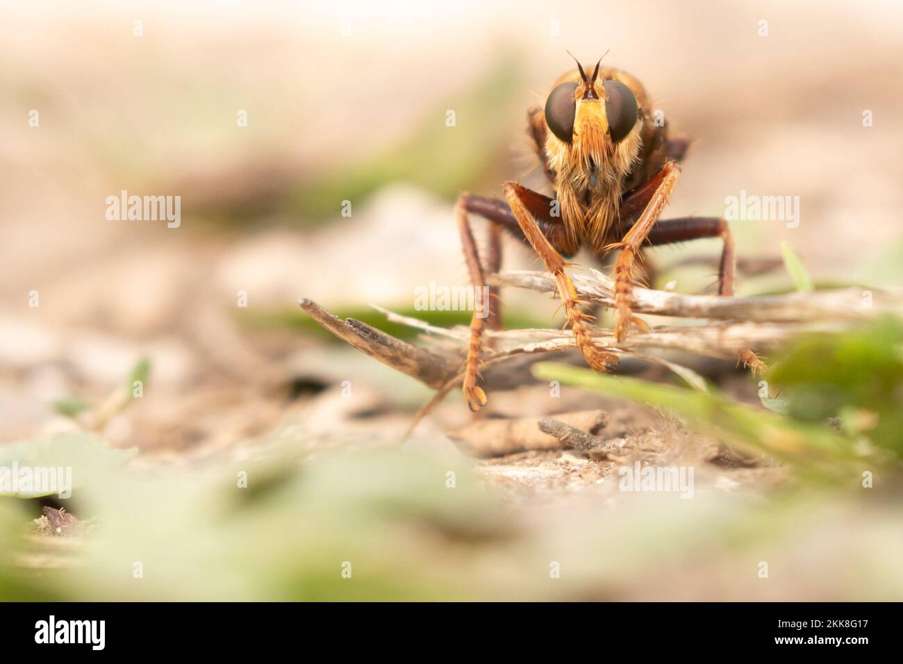 Hornet Robberfly (Asilus crabroniformis). East Sussex, UK. Stock Photo