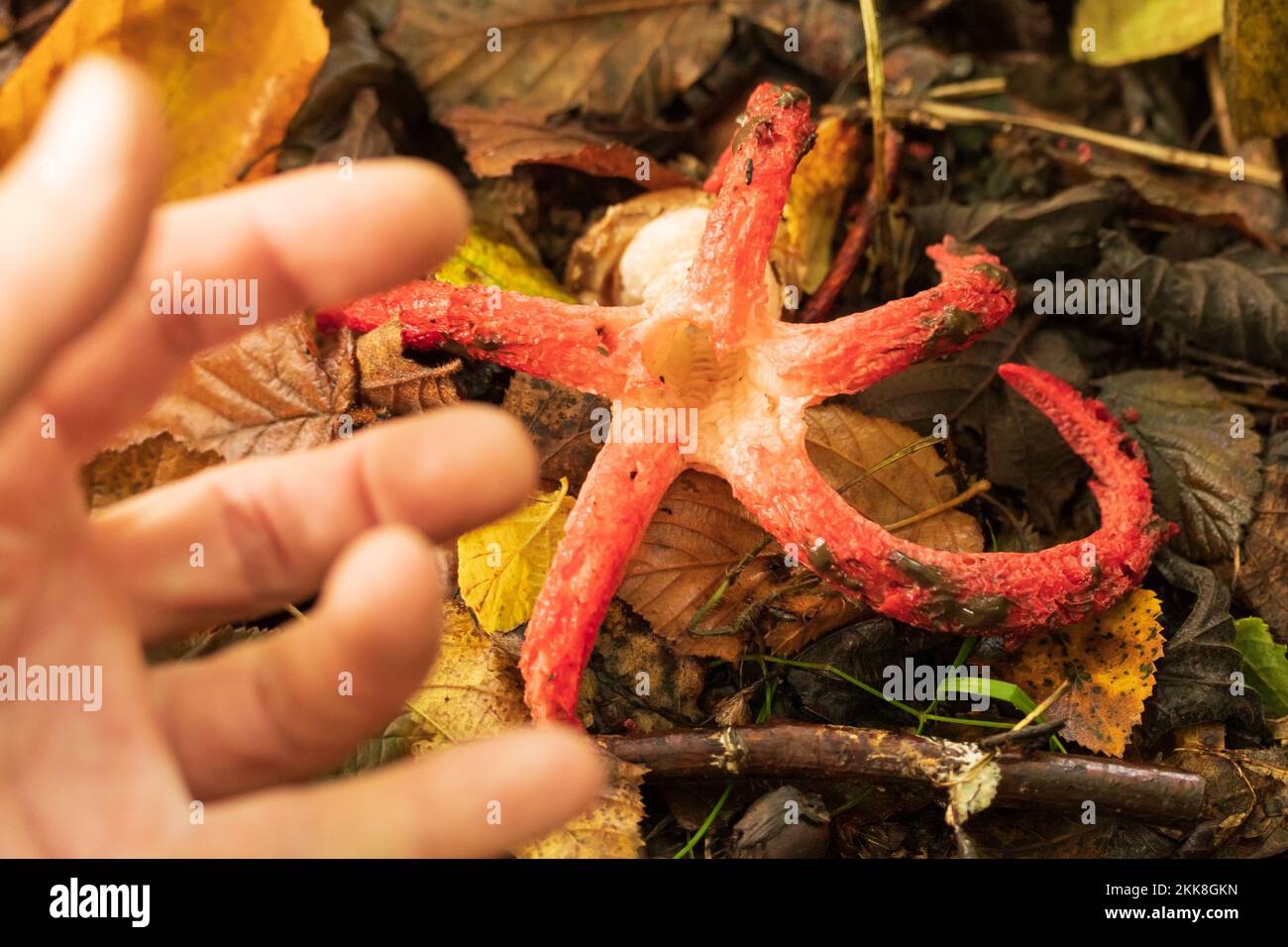 Devil's Fingers (Clathrus archeri) fungus. Sussex, UK. Stock Photo