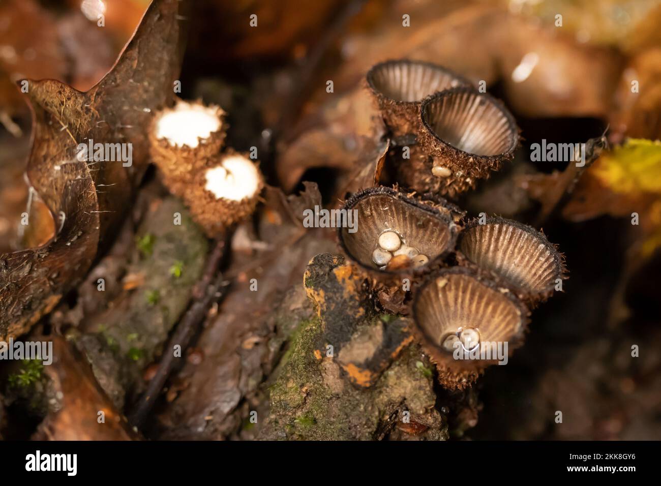 Fluted Bird's Nest fungus (Cyathus striatus). Sussex, UK Stock Photo