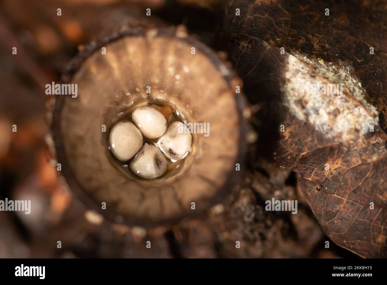 Fluted Bird's Nest fungus (Cyathus striatus). Sussex, UK. Stock Photo