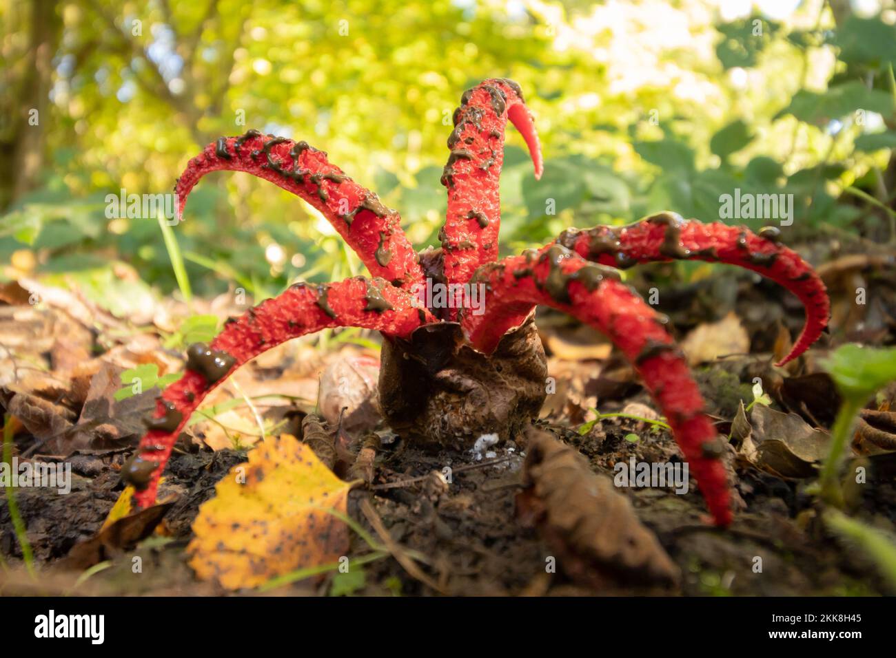 Devil's Fingers (Clathrus archeri) fungus. Sussex, UK. Stock Photo
