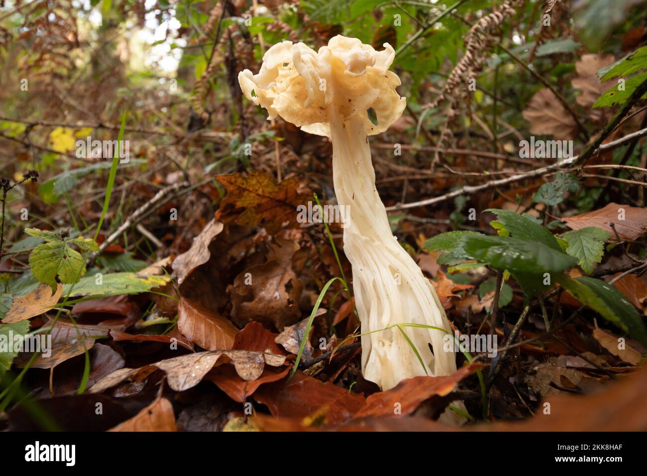 White Saddle fungus (Helvella crispa). Sussex, UK. Stock Photo
