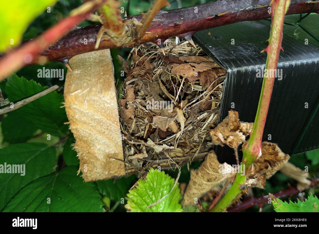 Dormouse nest in survey tube. Sussex, UK. Stock Photo