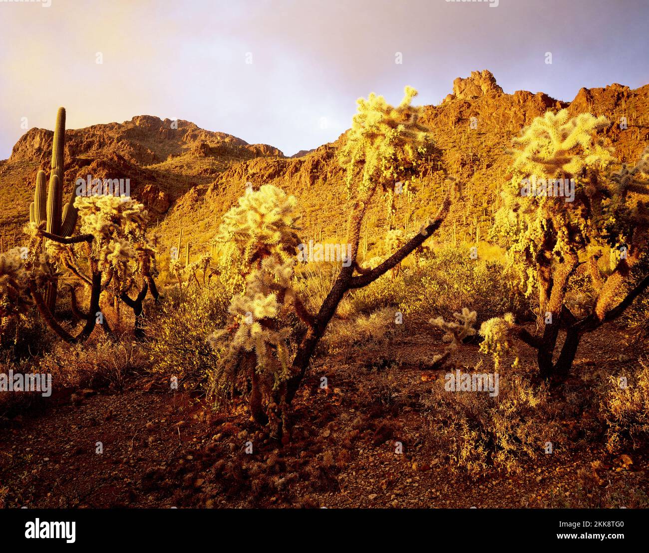 Cholla cactus and the Tucson Mountains, Arizona Stock Photo