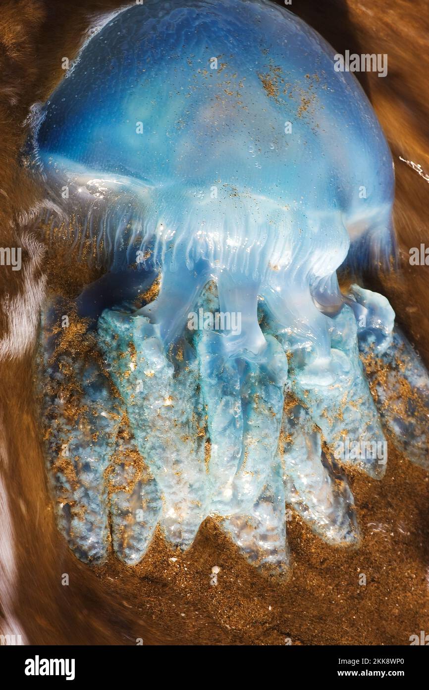 Electric Blue Jellyfish A Victim Of Lifes Tide, Laying Washed