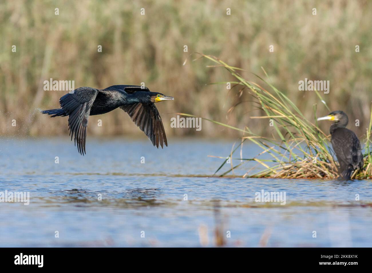 Great cormorants, Phalacrocorax carbo, at lagoon Stock Photo - Alamy