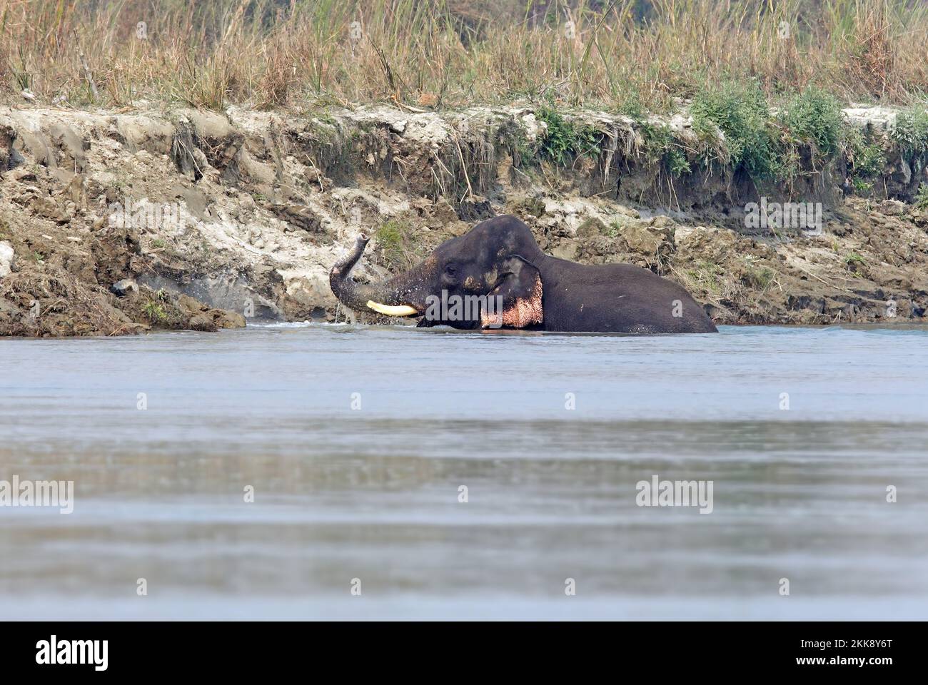 Asian Elephant (Elephas maximus) wild adult male trapped in quicksand in river (had in past killed 7 people and been darted and tusks cut)  Koshi Tapp Stock Photo