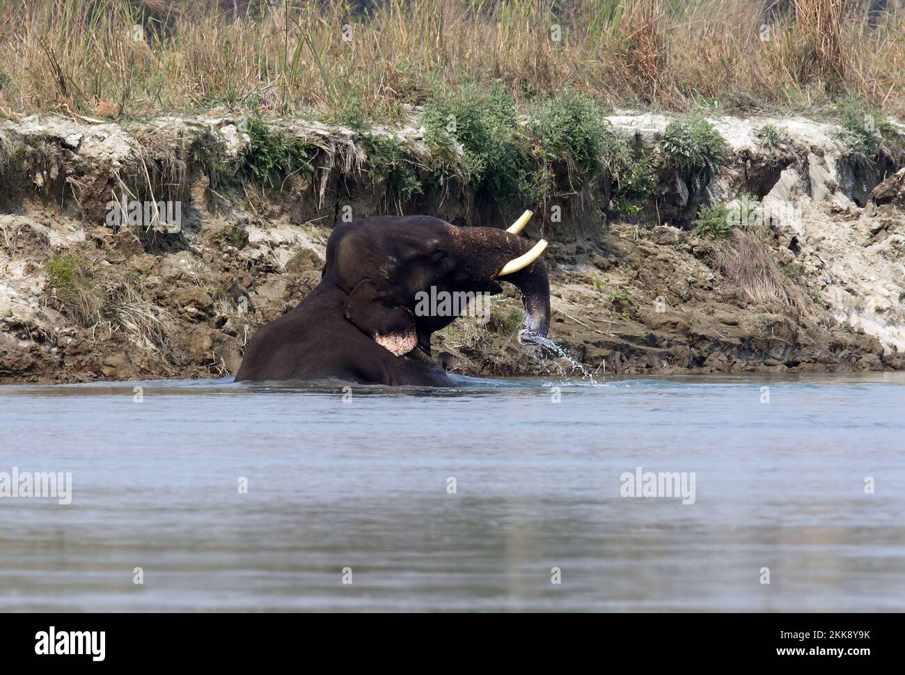 Asian Elephant (Elephas maximus) wild adult male trapped in quicksand in river (had in past killed 7 people and been darted and tusks cut)  Koshi Tapp Stock Photo