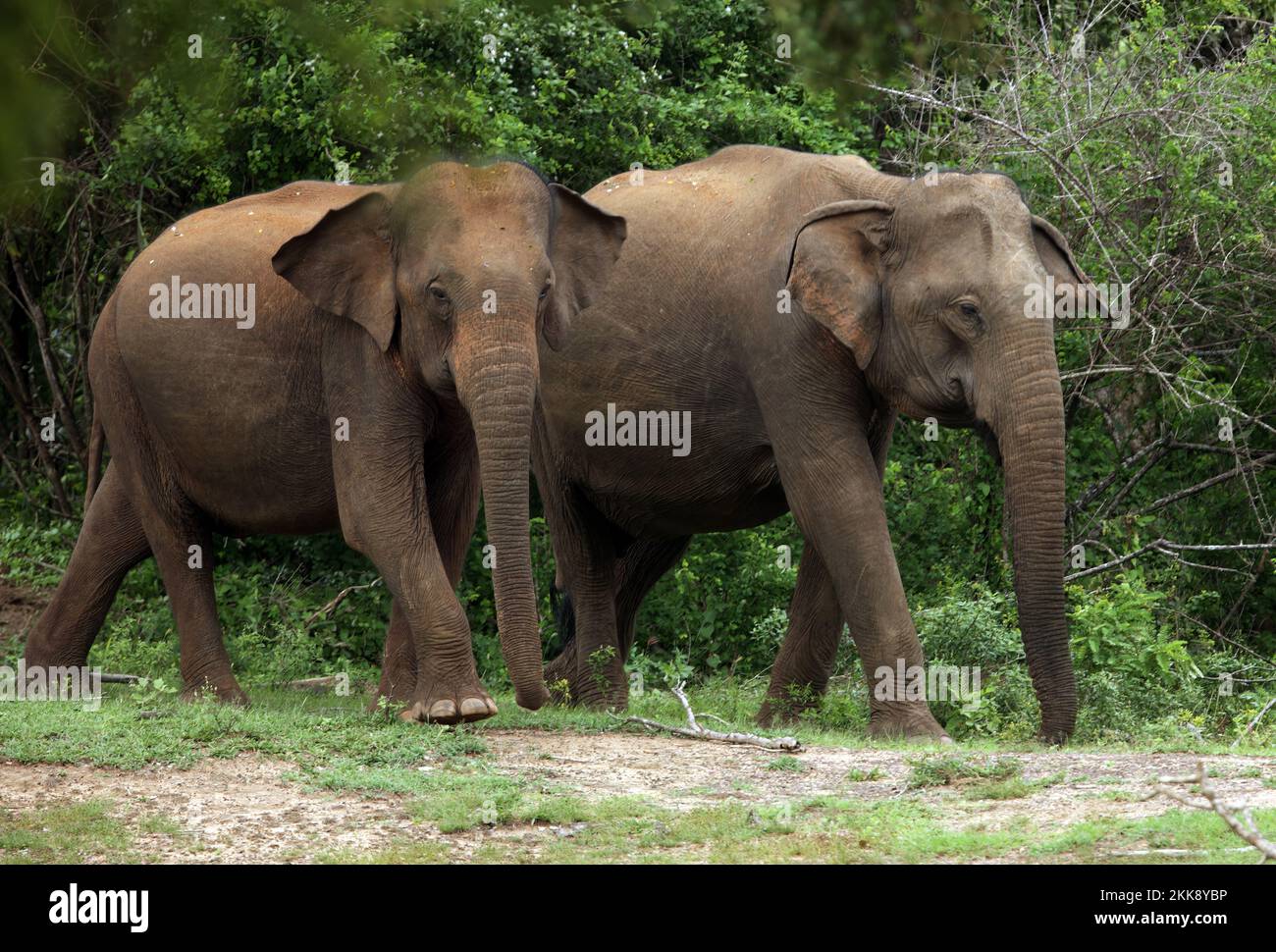 Asian Elephant (Elephas maximus) two adults walking in forest  Yala NP, Sri Lanka            December Stock Photo