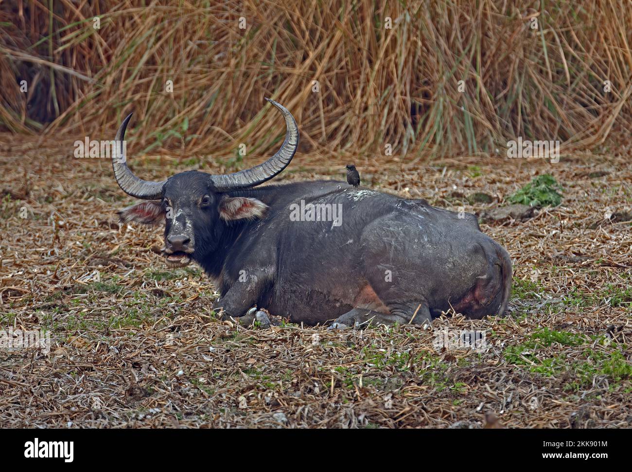 Asian Wild Buffalo (Bubalus arnee fulvus) adult resting on ground chewing cud with Jungle Myna (Acridotheres fuscus) perched on back  Kaziranga NP, As Stock Photo