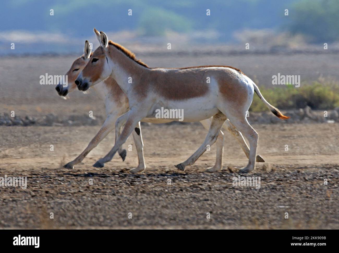 Asiatic Wild Ass (Equus hemionus) two adults trotting  Little Rann of Kachchh, Gujarat, India      November Stock Photo