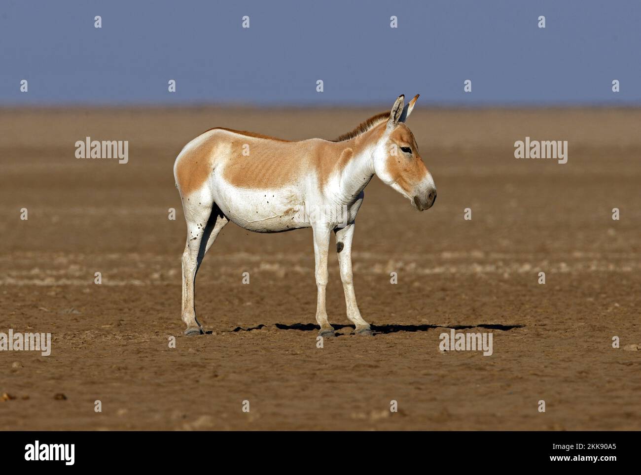 Asiatic Wild Ass (Equus hemionus) adult standing on salt flats  Little Rann of Kachchh, Gujarat, India      November Stock Photo