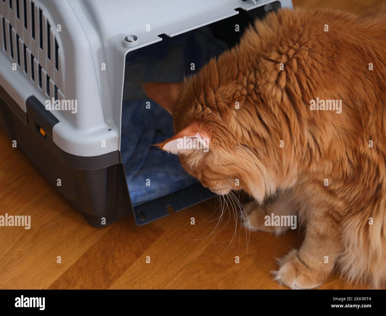 A red maine coon cat entering it's pet carrier. Close up. Stock Photo