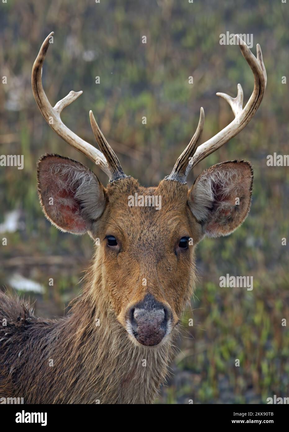 Barasingha (Rucervus duvaucelii duvaucelii) close up of immature male head  Kazaringa NP, Assam, India              January Stock Photo