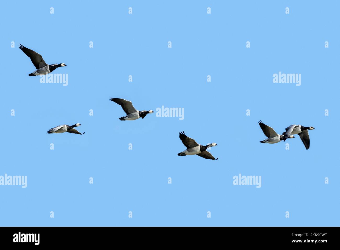 Flock of migrating barnacle geese (Branta leucopsis) flying against blue sky during autumn migration Stock Photo