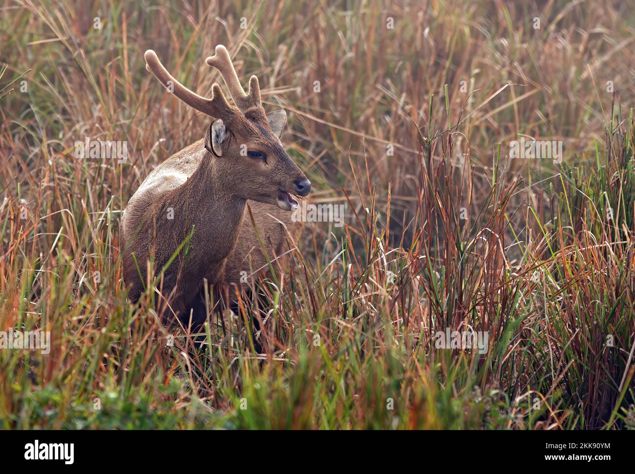 Barasingha (Rucervus duvaucelii duvaucelii) immature male with antlers in velvet feeding in early morning mist  Kazaringa NP, Assam, India Stock Photo