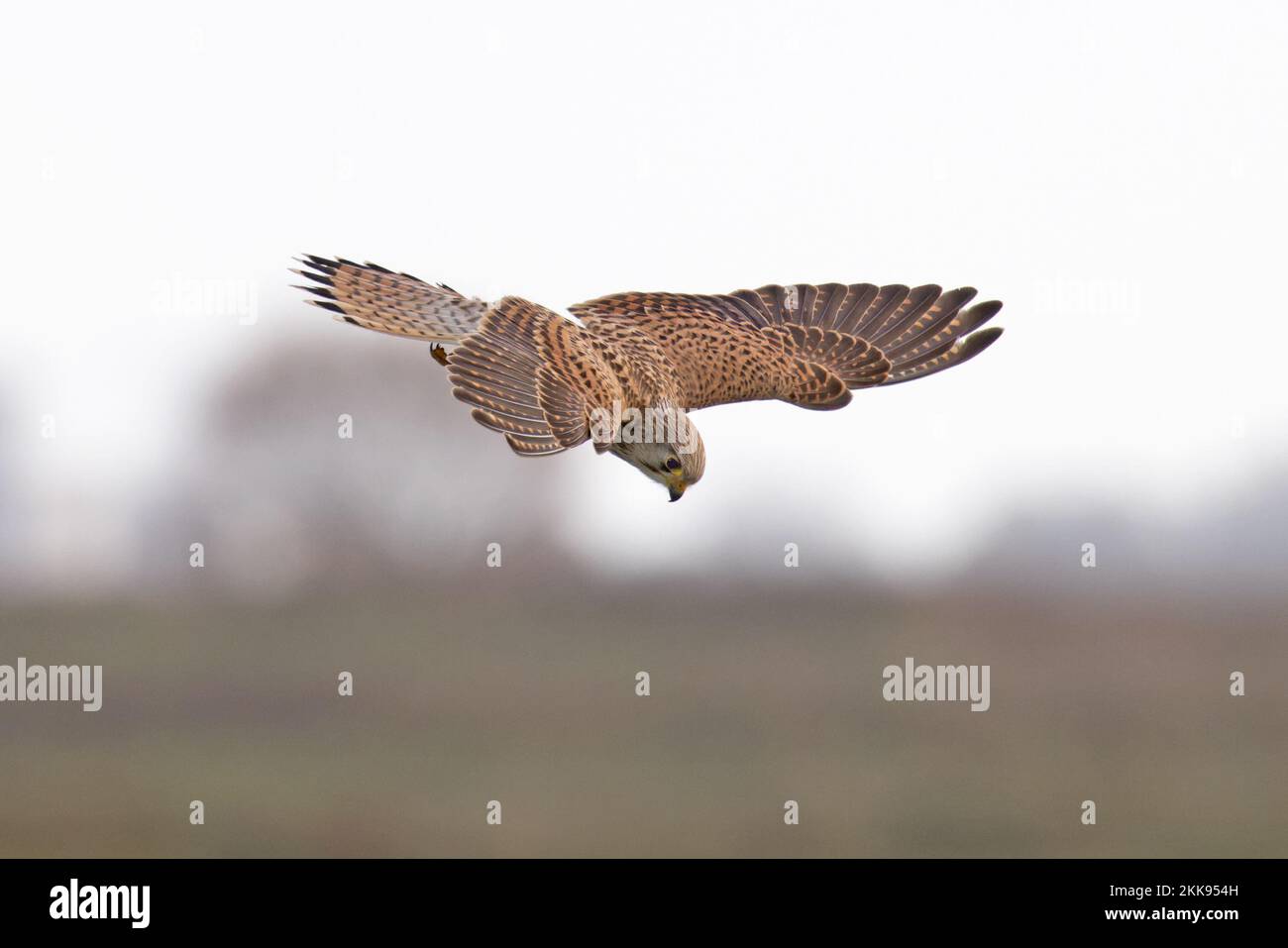 Common Kestrel Falco Tinnunculus Hovering Norfolk GB UK November 2022 common-kestrel-falco-tinnunculus-hovering-norfolk-gb-uk-november-2022