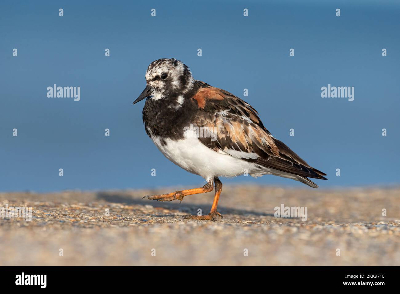 Turnstone, Ruddy Turnstone, Arenaria interpres  Adult moult breeding plumage bird on the sea wall  Norfolk  April Stock Photo