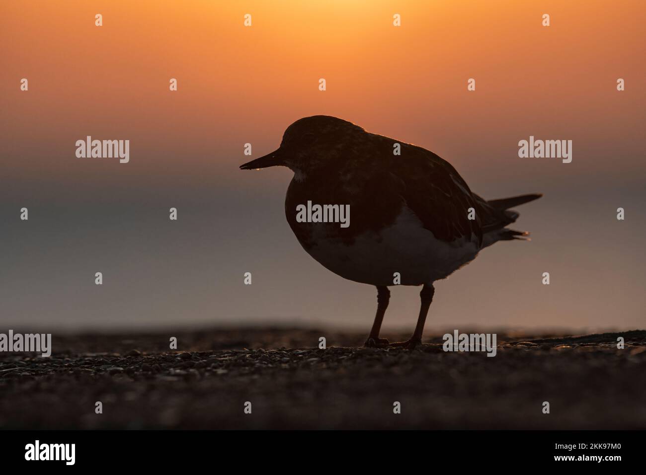 Turnstone, Ruddy Turnstone, Arenaria interpres  Adult non breeding plumage bird standing on the sea wall at sunrise Stock Photo