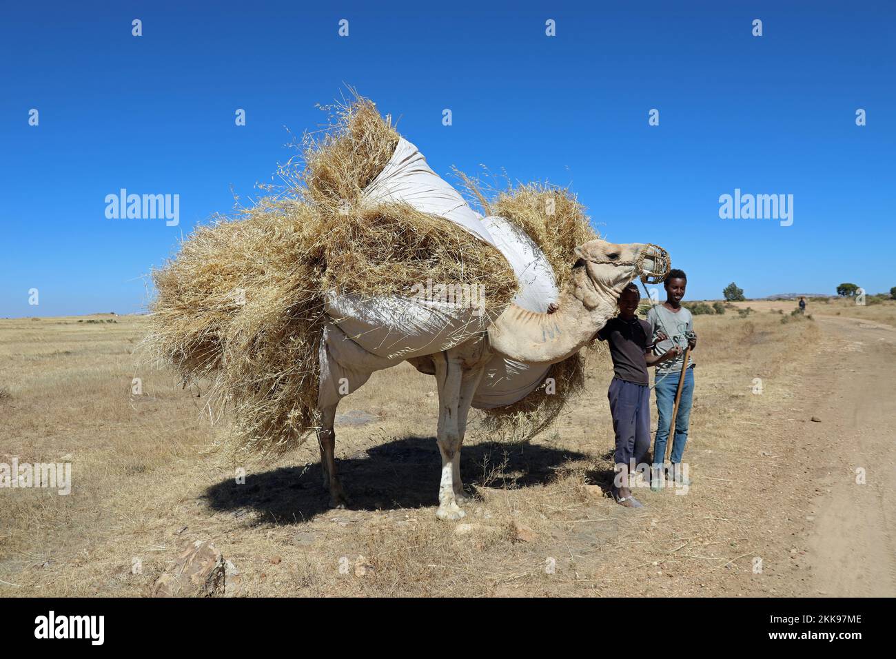 Camel loaded with teff in Eritrea Stock Photo