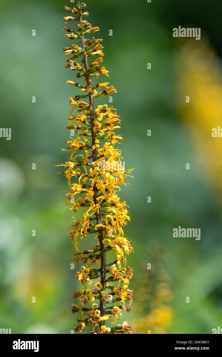 Close up of ligularia przewalskii flowers in bloom Stock Photo