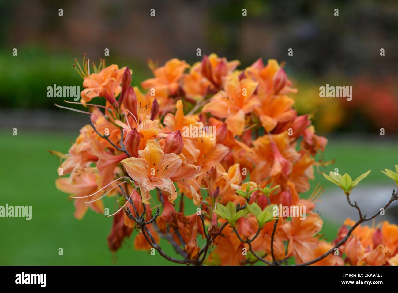Close up of orange early azalea (rhododendron prinophyllum) flowers in bloom Stock Photo