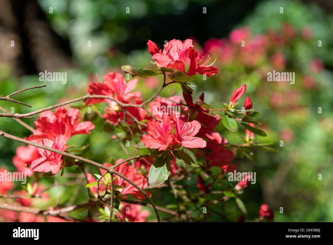 Close up of red early azalea (rhododendron prinophyllum) flowers in bloom Stock Photo
