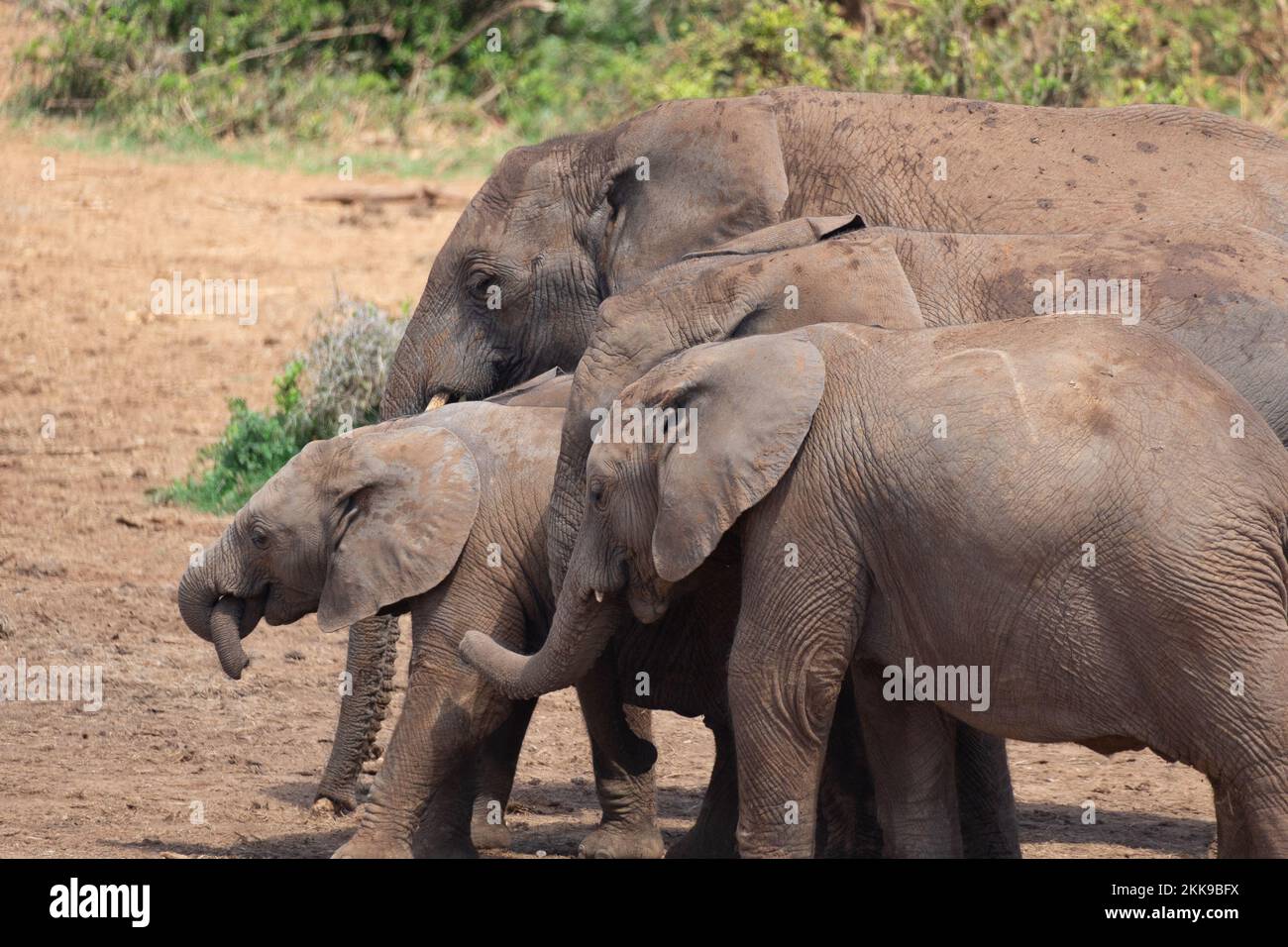 African Elephant family with child walking through the wilderness and play with their trunk Stock Photo