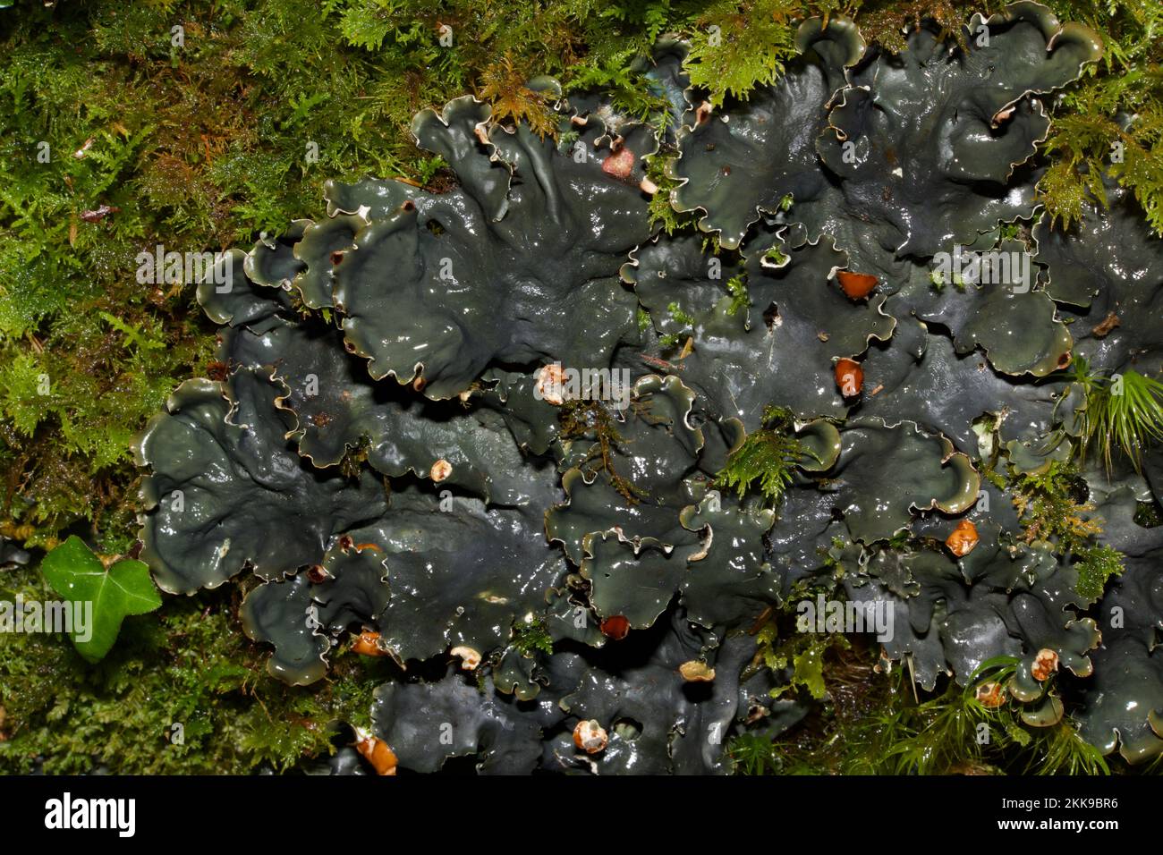 Peltigera horizontalis (dog lichen) is a lichenized fungus in the family Peltigeraceae found on mossy boulders, tree-bases and in short turf. Stock Photo