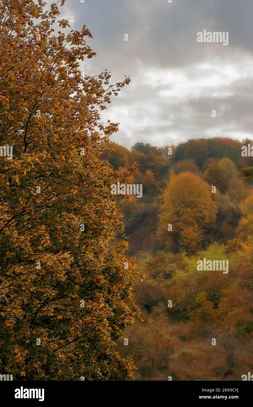 Tree in autumn colors against the background of the forest in Poland ...