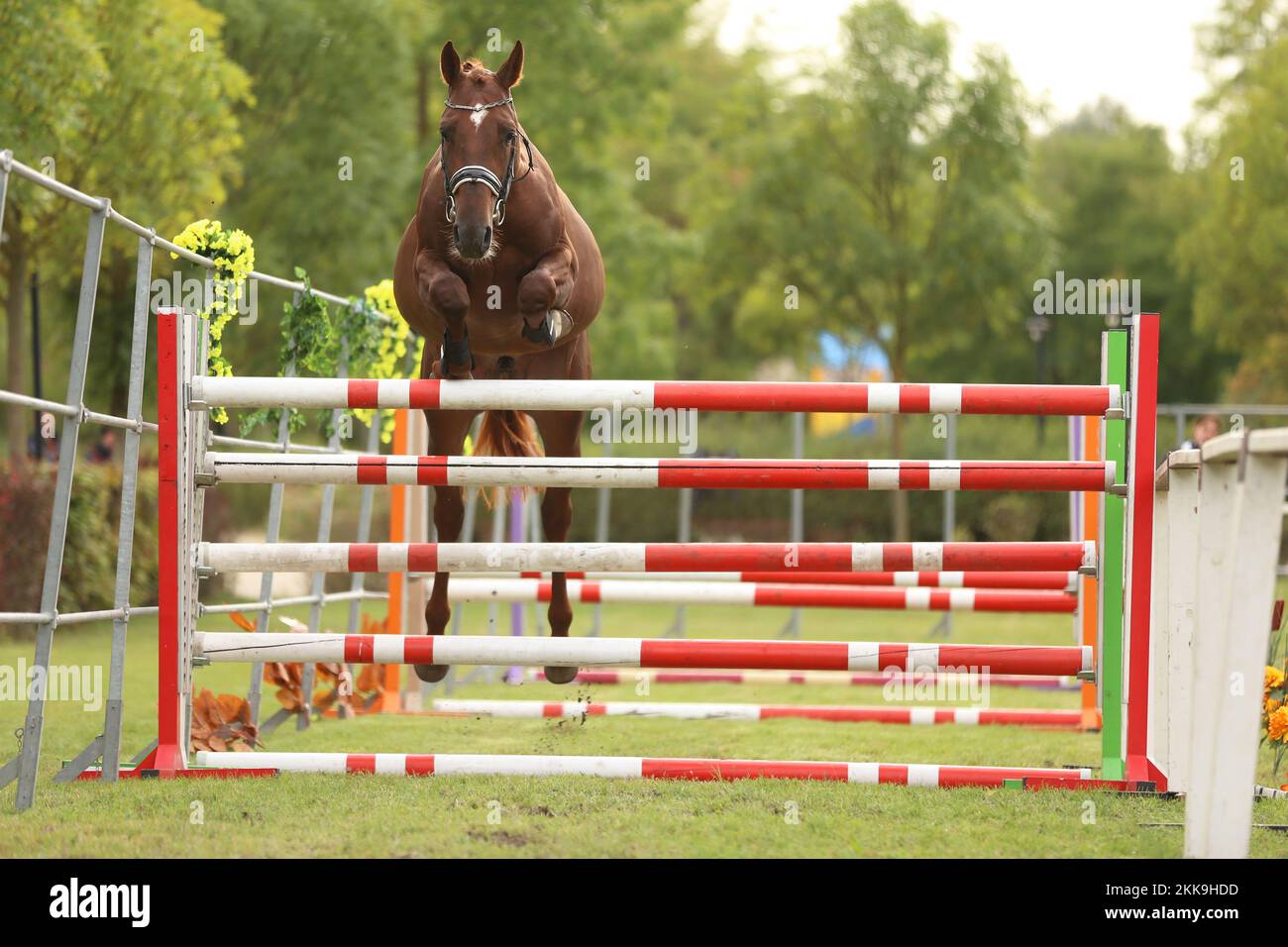Beautiful young purebred horse jump over barrieroutdoors. Free jumping