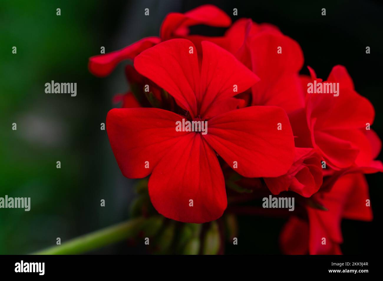 Red geranium flower Stock Photo