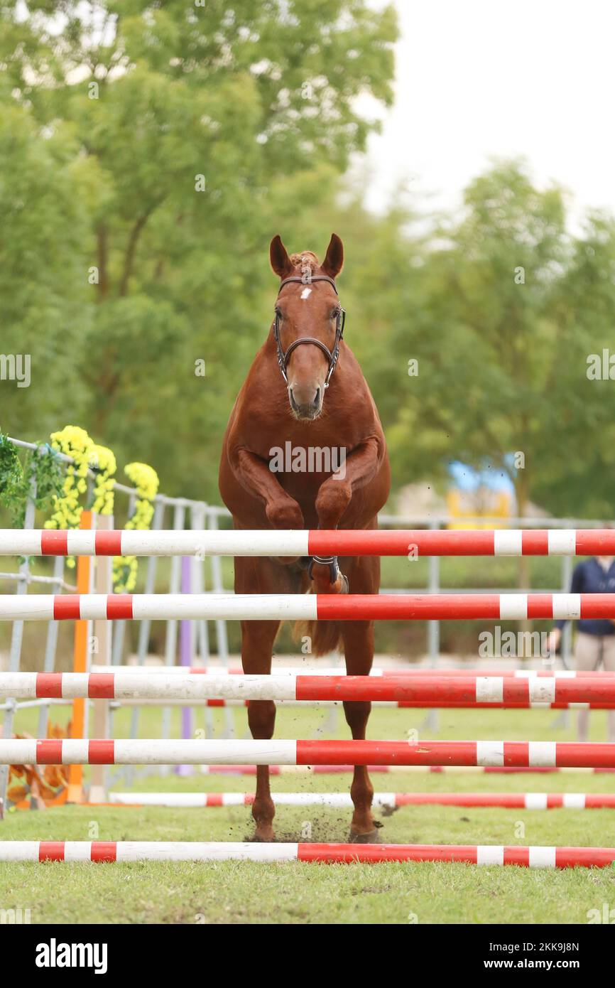 Beautiful young purebred horse jump over barrieroutdoors. Free jumping