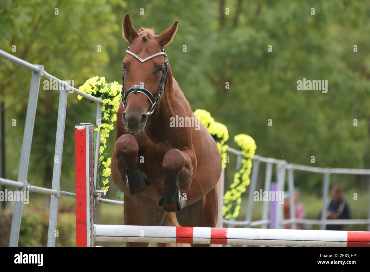 Beautiful young purebred horse jump over barrieroutdoors. Free jumping