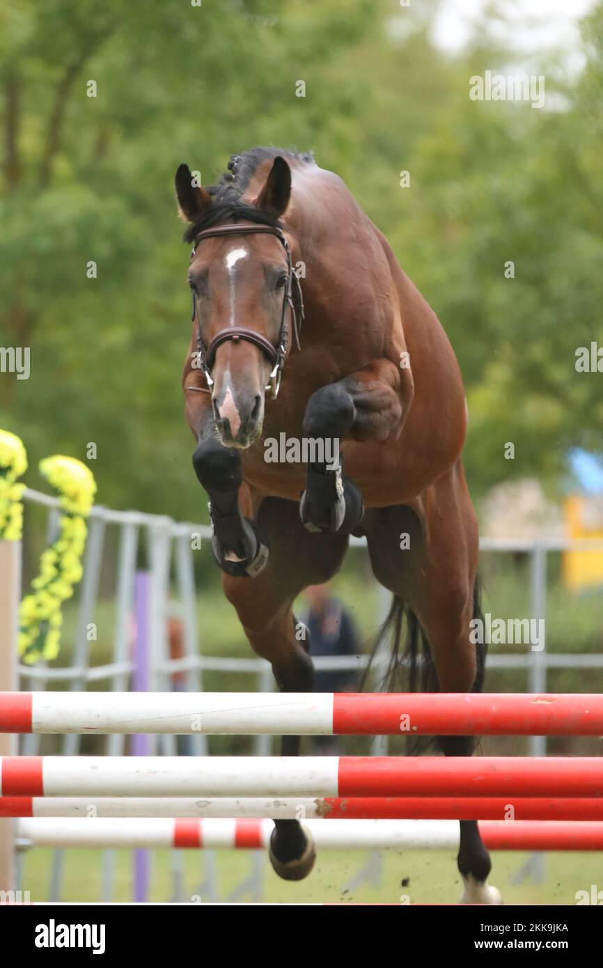 Beautiful young purebred horse jump over barrieroutdoors. Free jumping