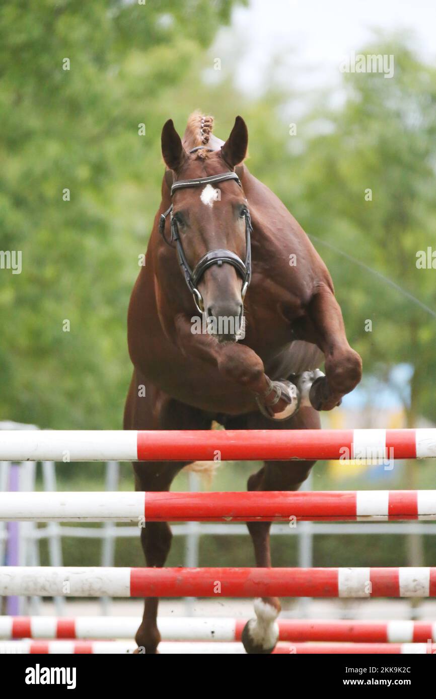 Beautiful young purebred horse jump over barrieroutdoors. Free jumping