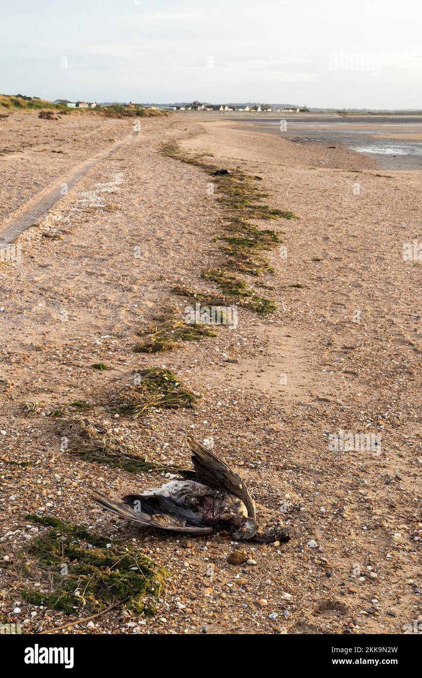 Dead geese on the high tide line on the east coast of the Wash in Norfolk.  Awaiting collection by DEFRA to test for bird flu, Avian influenza. Stock Photo