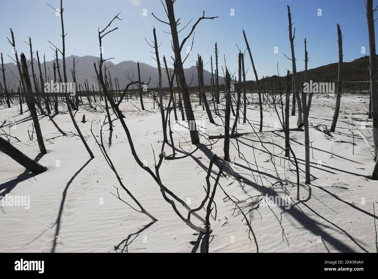 Climate Change-  A dramatically stark panoramic landcaspe of the dead trees and sandy floor of the empty, drought ridden, reservoir of Cape Town, Sout Stock Photo