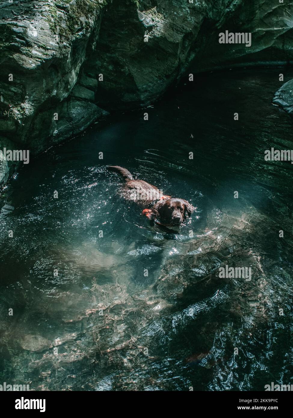 A cute dog bathing in the forest pond Stock Photo - Alamy