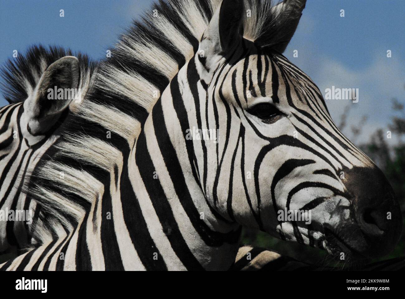 A beautiful close up of a wild Zebra's head with details of mane, fur and face.  Photographed while on safari in South Africa. Stock Photo