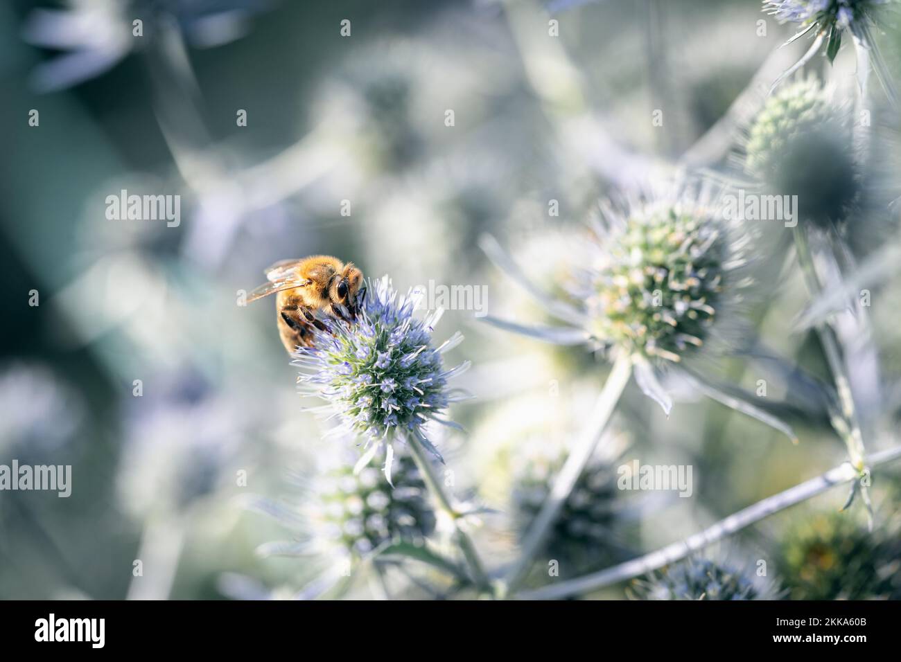 A bee feeds on the nectar of an eryngium flower Stock Photo Alamy