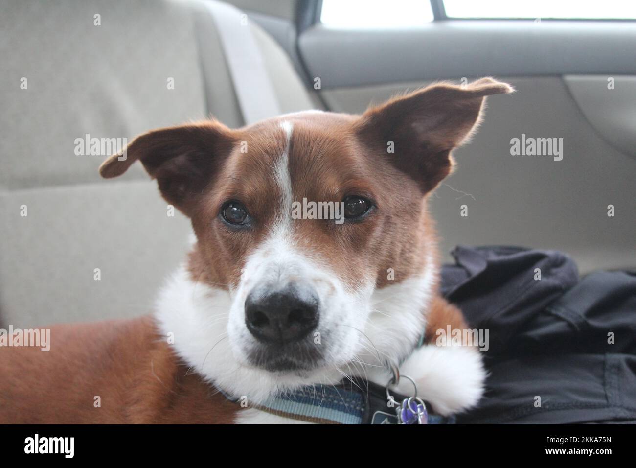 Dog in the car traveling Stock Photo Alamy