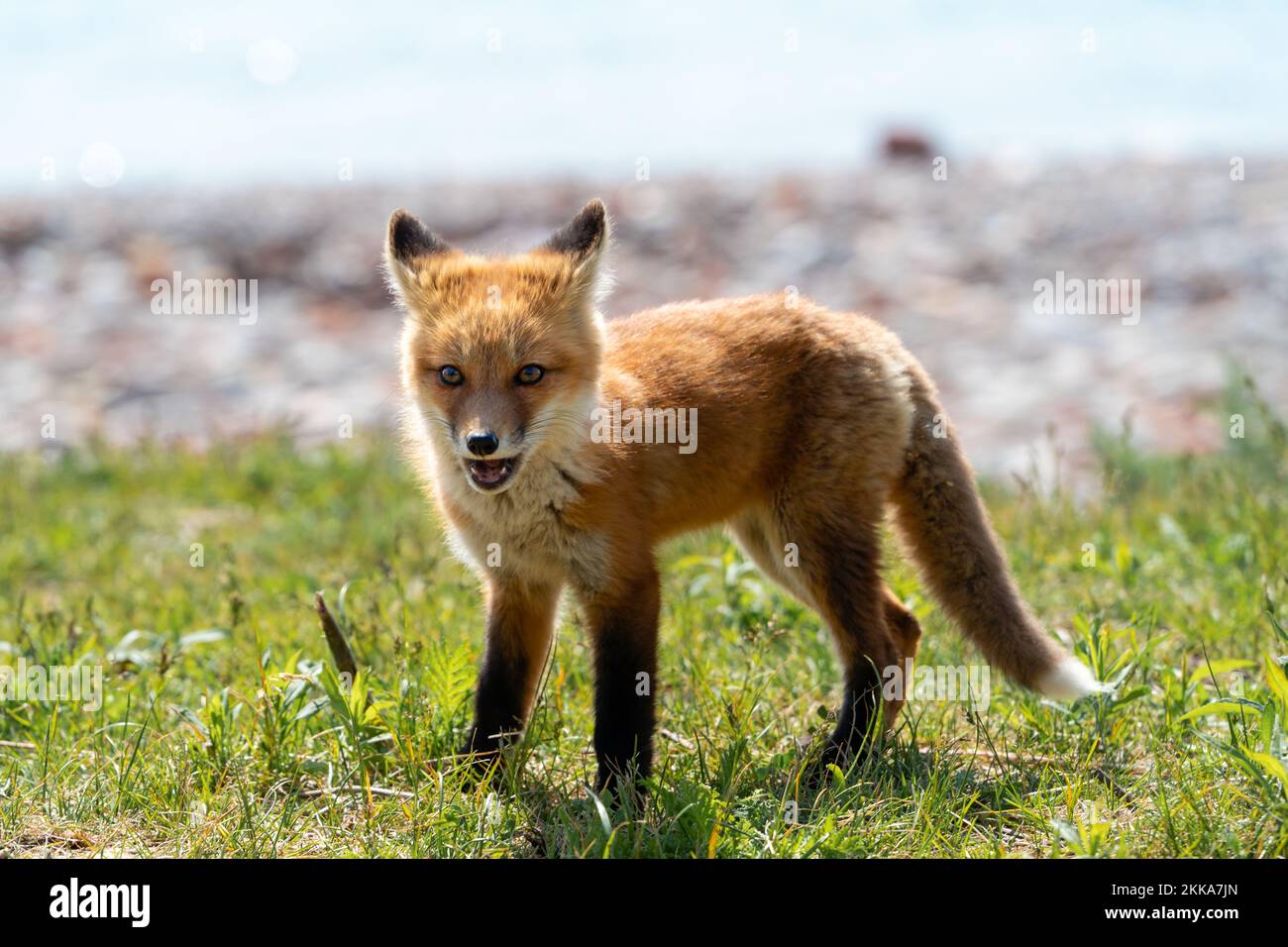 A startled fox pup looks around Stock Photo - Alamy