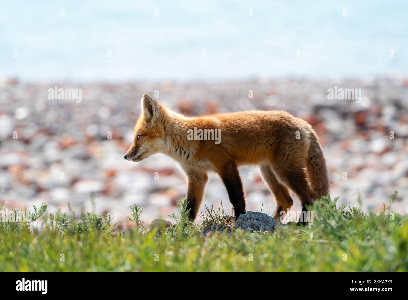 A young fox walks across a patch of grass Stock Photo