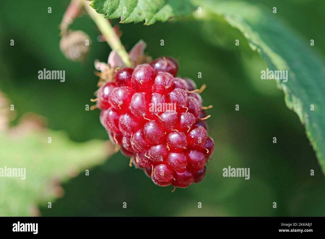 Cultivated ripe red tummelberry, Rubus hybrid, fruit in close up, on the bush with a background of blurred leaves. Stock Photo
