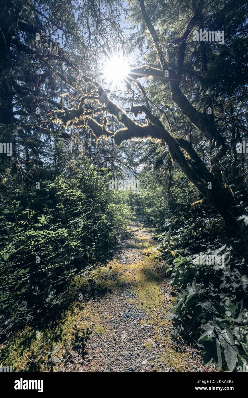 Sun filters through the forest canopy of a hiking trail Stock Photo