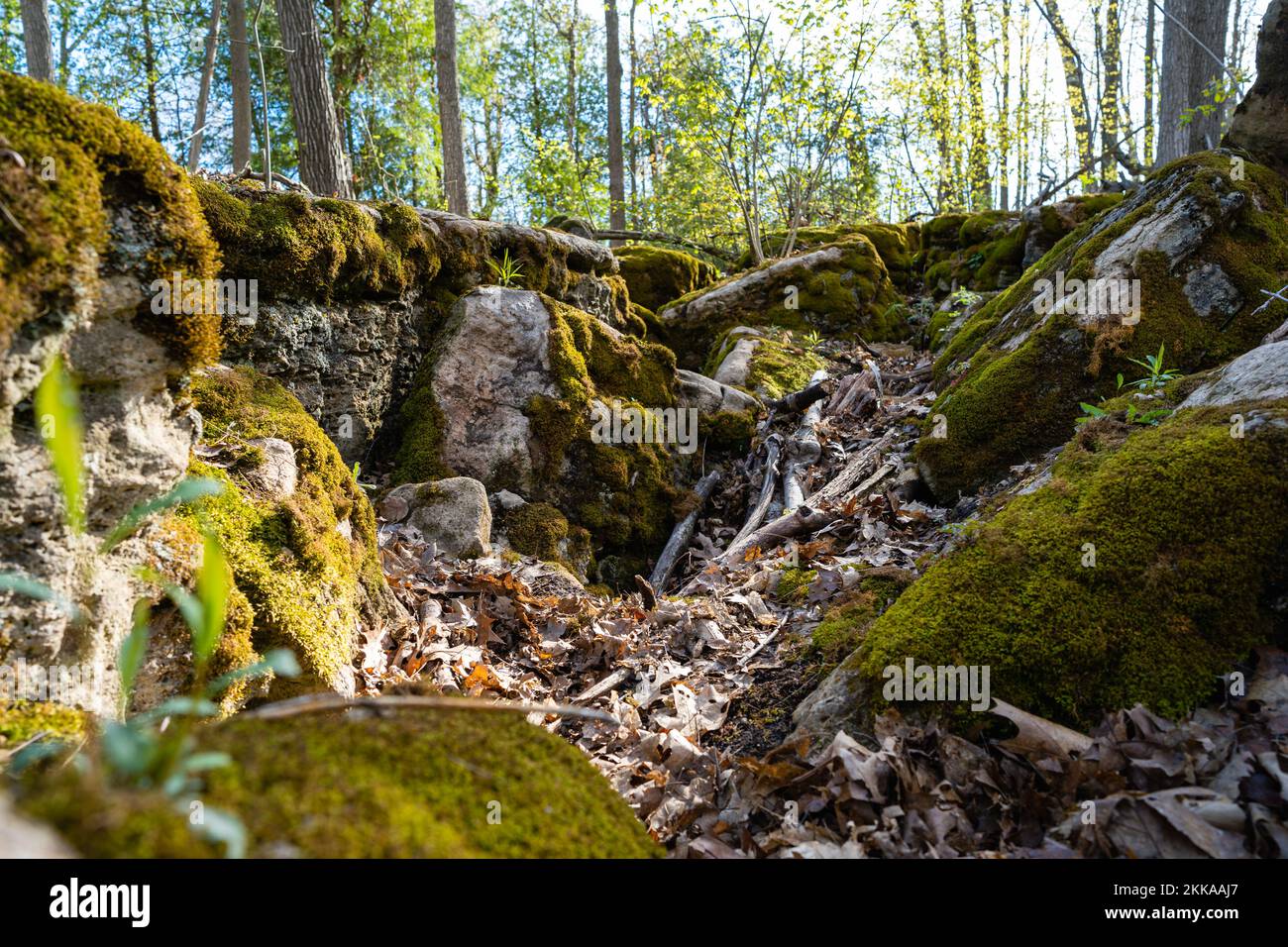 Rock formation with moss in the middle of a forest Stock Photo - Alamy