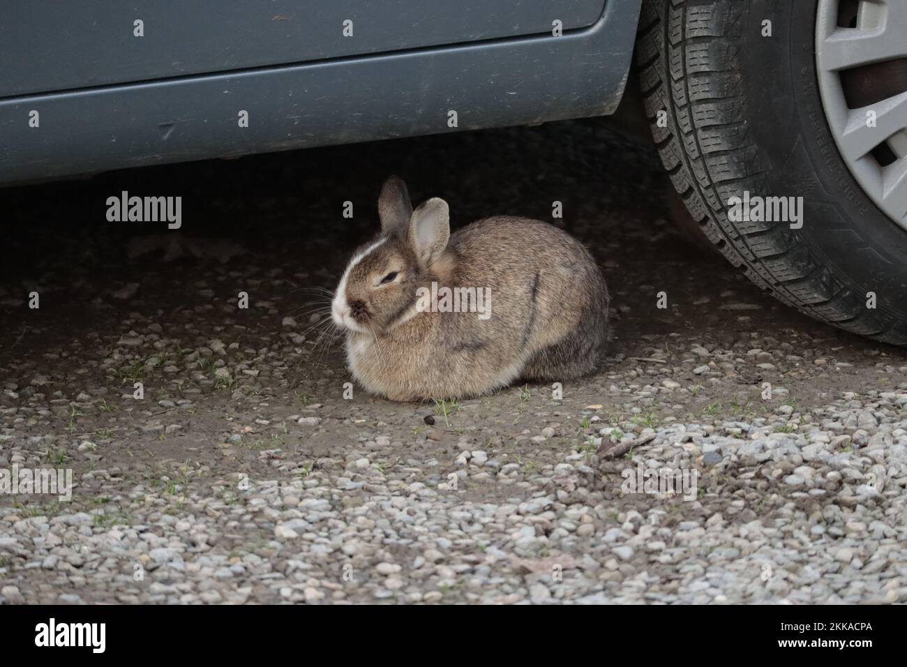 Sleepy domestic rabbit resting under a car Stock Photo Alamy