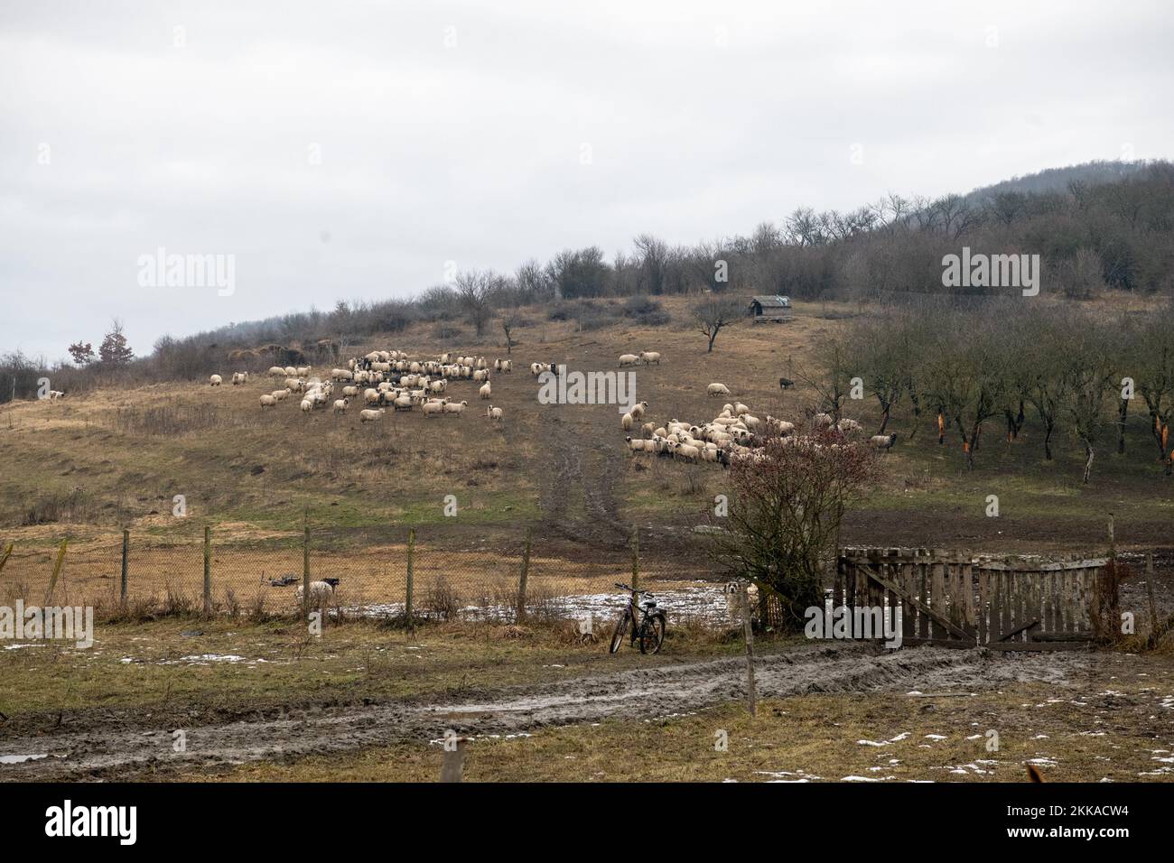 Romania, 2021-12-30. Mountain landscape in Bucovina with grazing sheep. Stock Photo